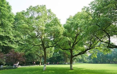 成都綠化苗木供應(yīng)批發(fā) 哪里性?xún)r(jià)比高與種植指南