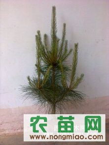 供應各種規格營養缽油松（30-120cm）——西裕村苗木基地，農苗網專業推薦