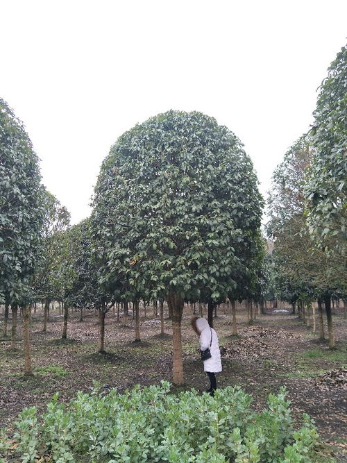 貴州八月桂苗木種植基地 批發價直銷，打造芬芳園林