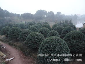 精品綠化苗木枸骨球批發(fā)供應指南 從瀏陽苗圃到農苗網一站式采購