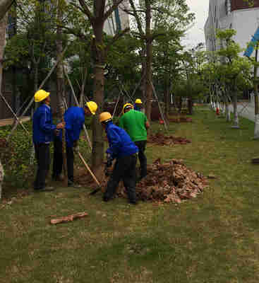小區(qū)綠化養(yǎng)護中的林木類樹木選擇與種植指南